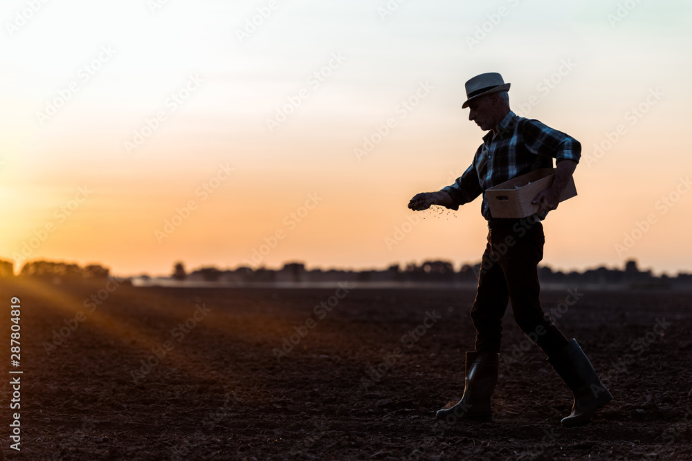 Fotografie, Obraz profile of farmer in straw hat walking and sowing seeds