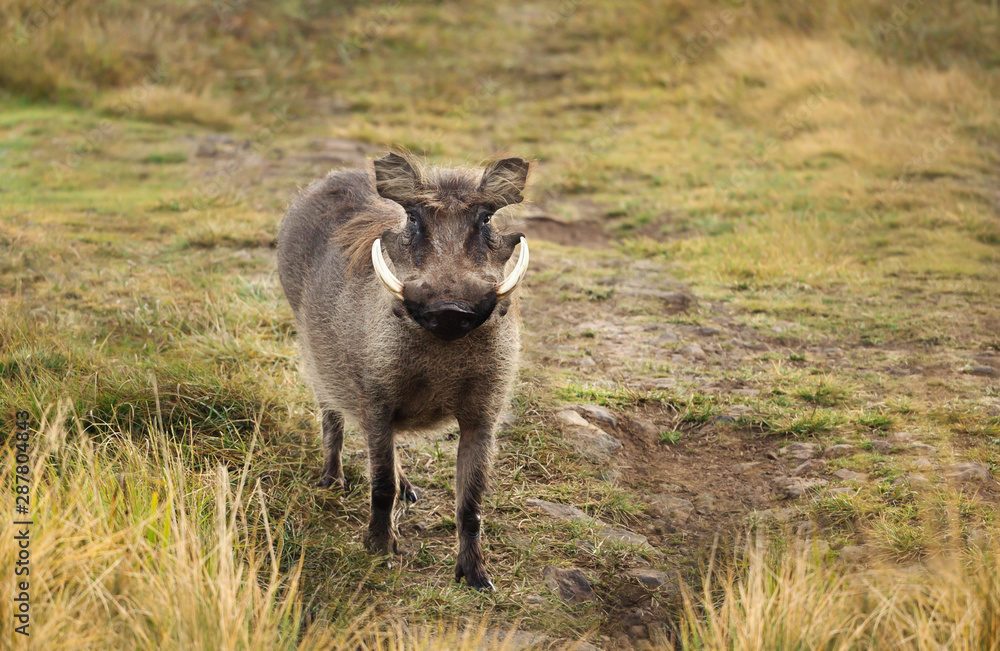 Fototapeta premium Close up of a common Warthog standing in the grass