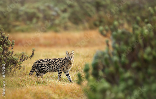 Serval cat (Leptailurus serval) in the grasslands