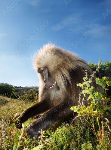Wallpaper Mural Close up of a male Gelada monkey eating grass Torontodigital.ca