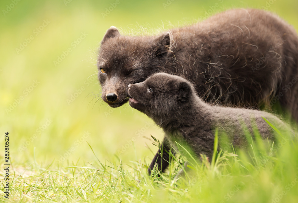 Fototapeta premium Female Arctic Fox with a cute little cub