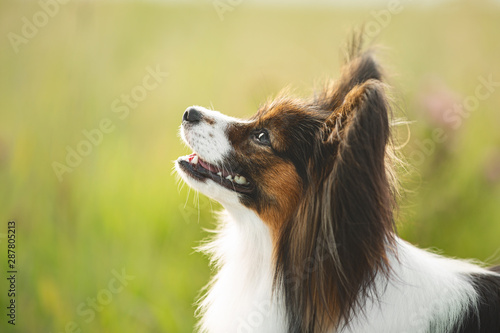 Vászonkép Gorgeous papillon dog standing in the field in fall