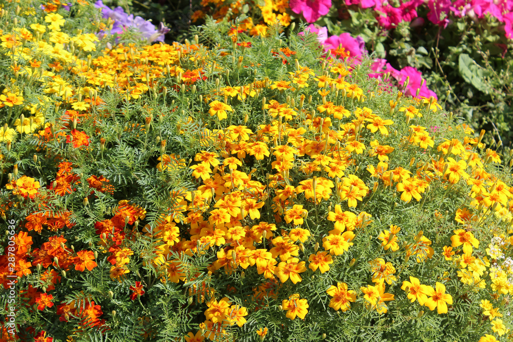 Marigolds and petunias on a flower bed in the garden