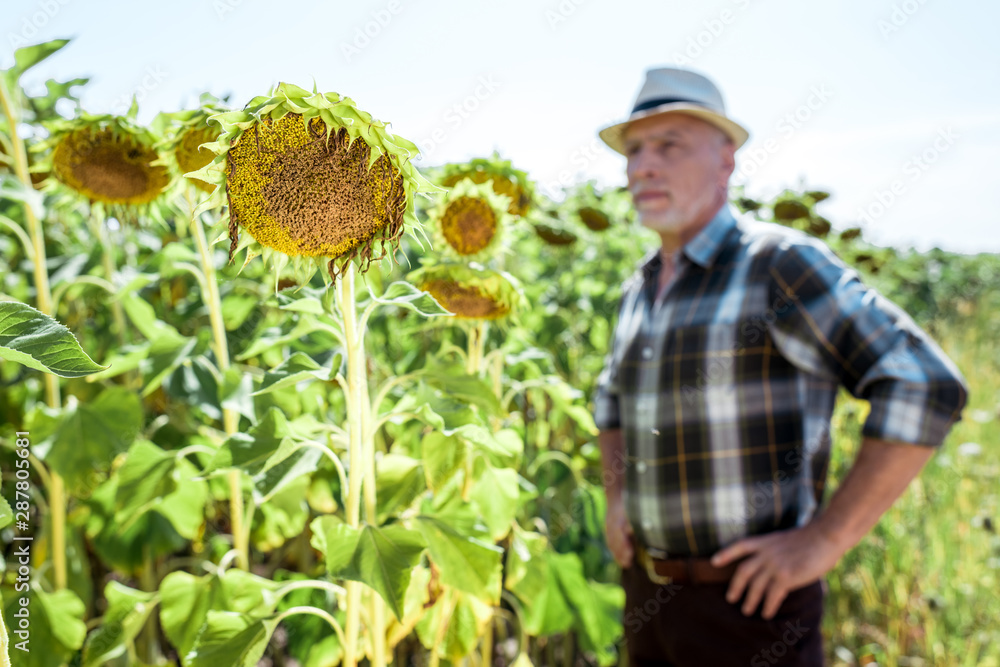 selective focus of blooming sunflowers near bearded farmer