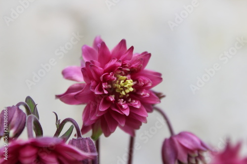 Fotografie Ancolie double mauve