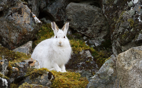 Close up of a Mountain hare in the highlands