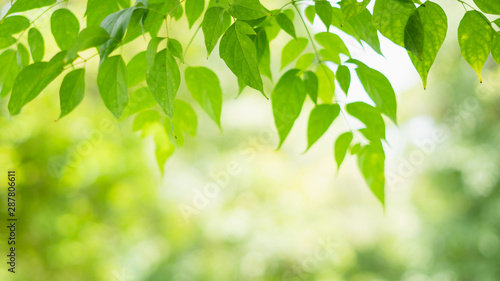 Spring nature green tree leaves on blurred background