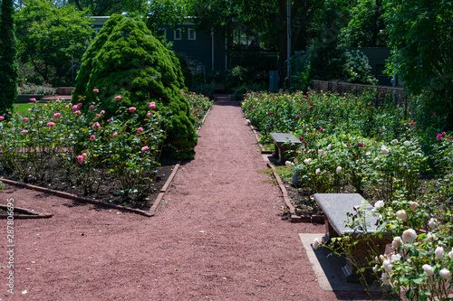 Fototapeta Naklejka Na Ścianę i Meble -  Path with Roses and Benches at the Merrick Rose Garden in Evanston Illinois