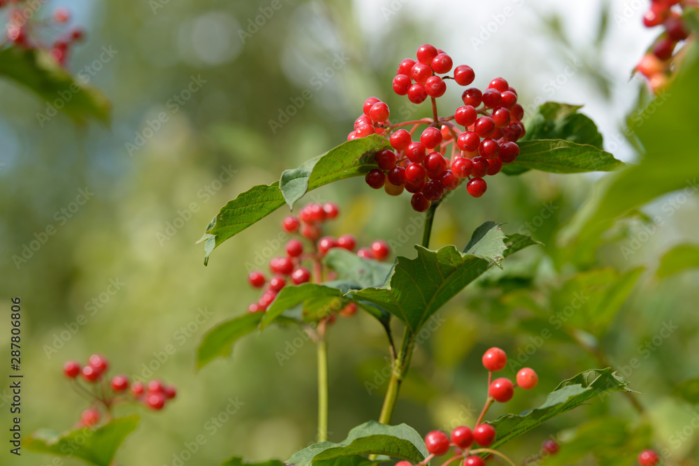Red ripe berries of viburnum. A branch of red viburnum in the garden or in the forest. Autumn berry, colorful natural background. Wallpaper or image for design with viburnum. Guelder rose. Red ripe berries of viburnum. A branch of red viburnum in the garden or in the forest. Autumn berry, colorful natural background. Wallpaper or image for design with viburnum. Guelder rose.