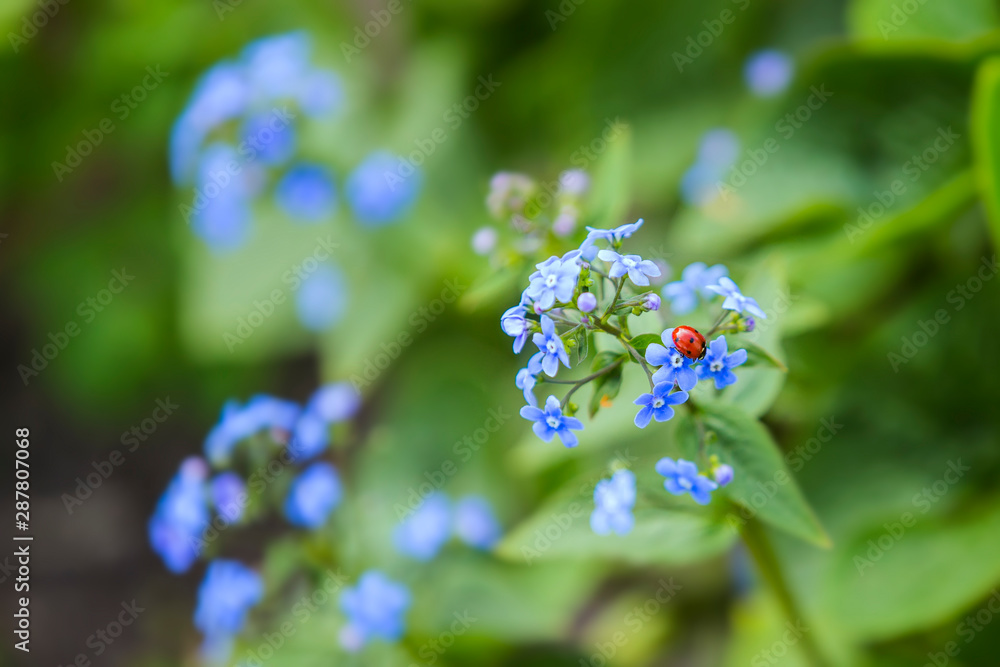 Ladybug on blue flower. Background with a cute ladybug and blue spring flowers Ladybug on blue flower. Background with a cute ladybug and blue spring flowers