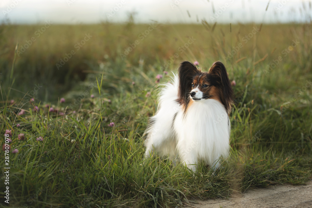 Beautiful Papillon dog standing in field in summer Beautiful Papillon dog standing in field in summer