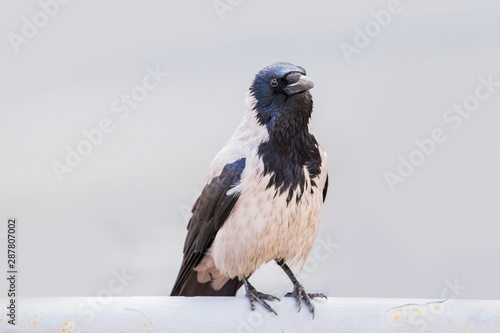 Gray crow (Corvus cornix) in a city park. On gray background