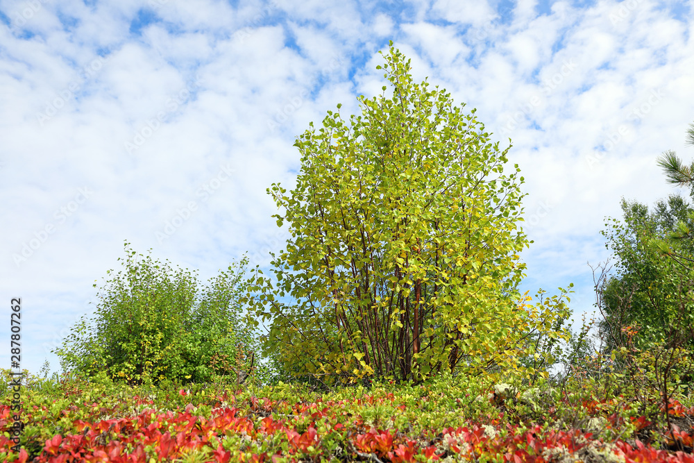 Bright colors of nature in September in Yamal Bright colors of nature in September in Yamal