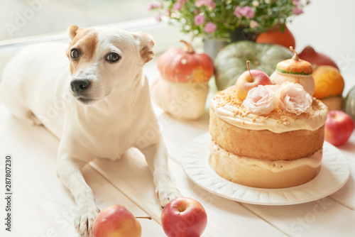 Dog jack russell terrier and naked cake with pumpkins, apples and flowers for halloween.Thanksgiving Day table. Happy Halloween.Bright autumn background.Colorful autumn card.Autumn flower arrangement