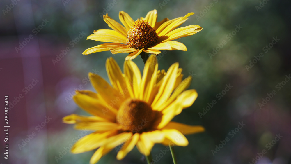 two yellow flowers with focus on the far two yellow flowers with focus on the far