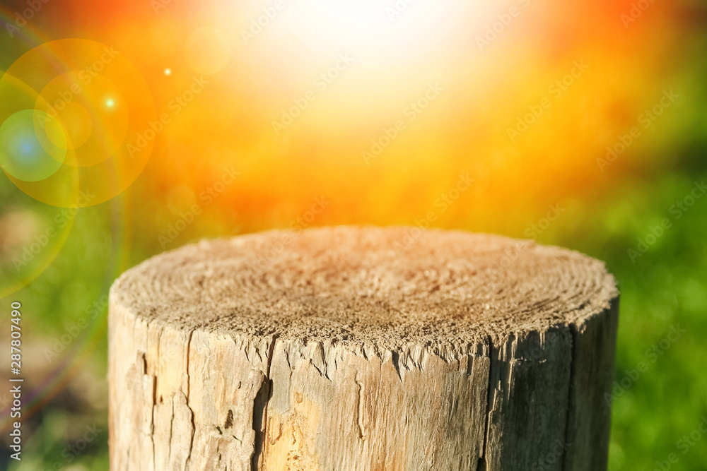 beautiful stump in nature in the park beautiful stump in nature in the park