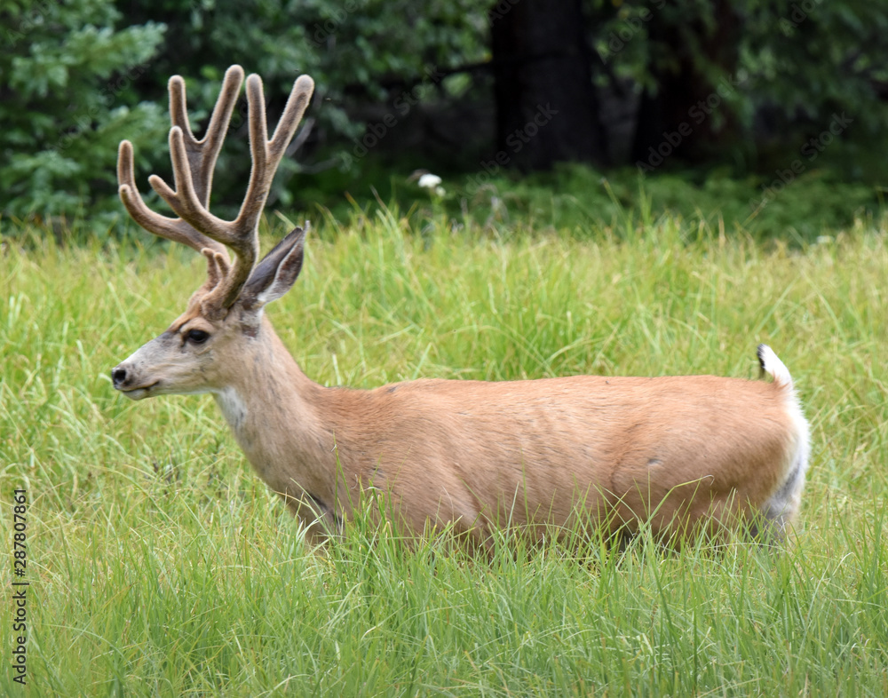 Buck strolling in meadow Buck strolling in meadow