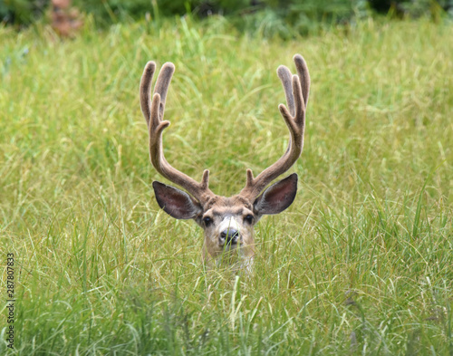 Large Buck Peeking through the grass