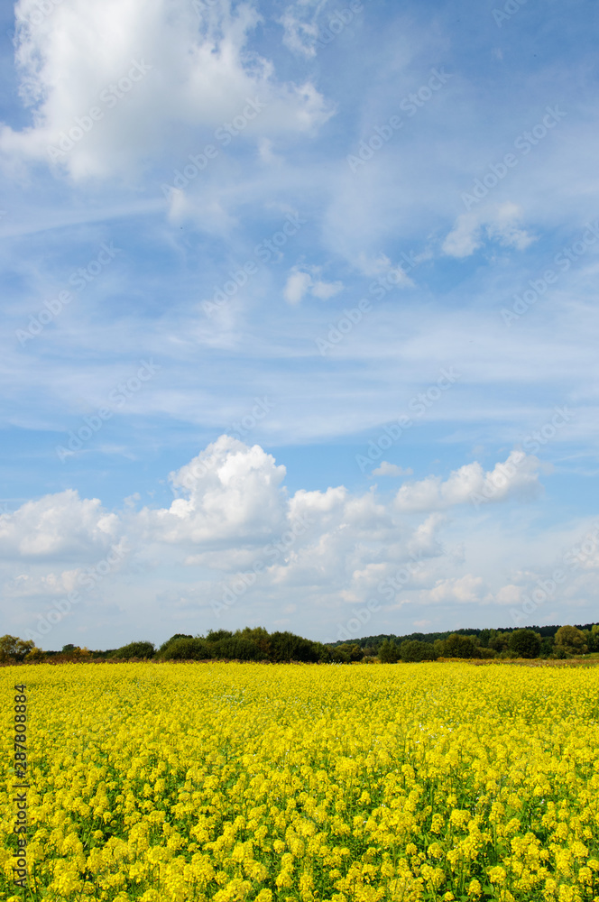 Beautiful landscape with field of yellow blooming rapeseed and fluffy clouds in blue sky. Beautiful landscape with field of yellow blooming rapeseed and fluffy clouds in blue sky.