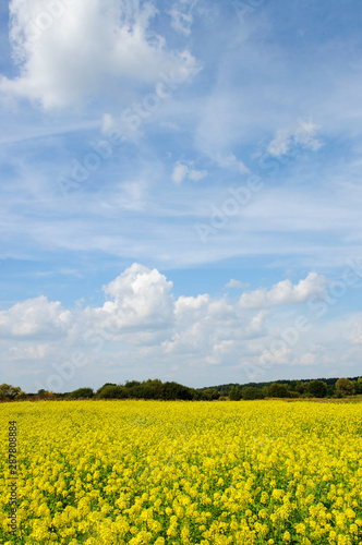Beautiful landscape with field of yellow blooming rapeseed and fluffy clouds in blue sky.