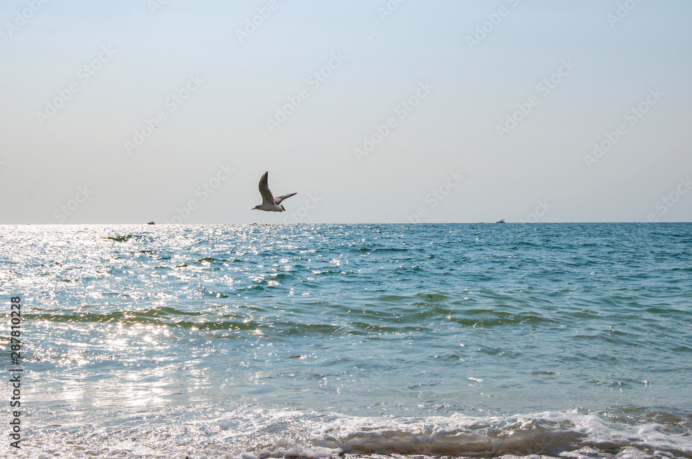Bird flies over the sea against the blue sky