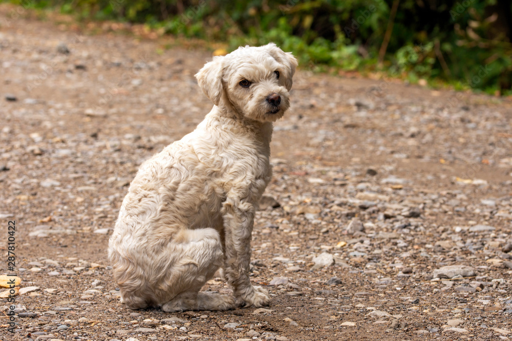 Street dog with sad eyes, dog sitting,  concept of homeless animals