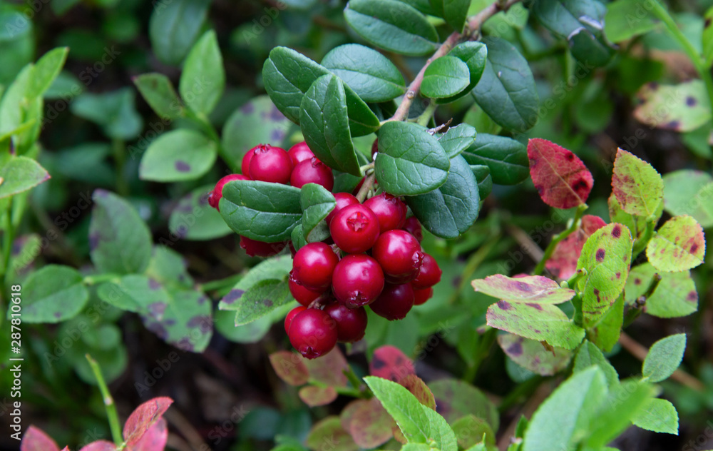 Fototapeta premium Beautiful double bunch of ripe cowberry in the forest