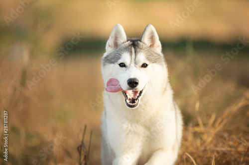 funny dog breed Siberian husky running on the rye field background. gray and white husky dog running in the meadow