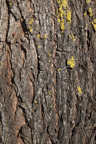 Ecorce d'arbre avec lichens © hcast