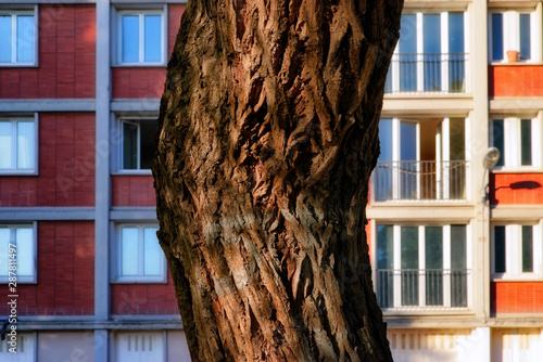 tree trunck and  red brick building in Paris eastern suburb photo