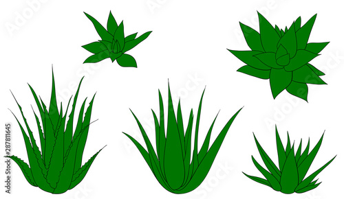 Set of aloe vera with cut pieces with fresh drops of water isolated vector illustration