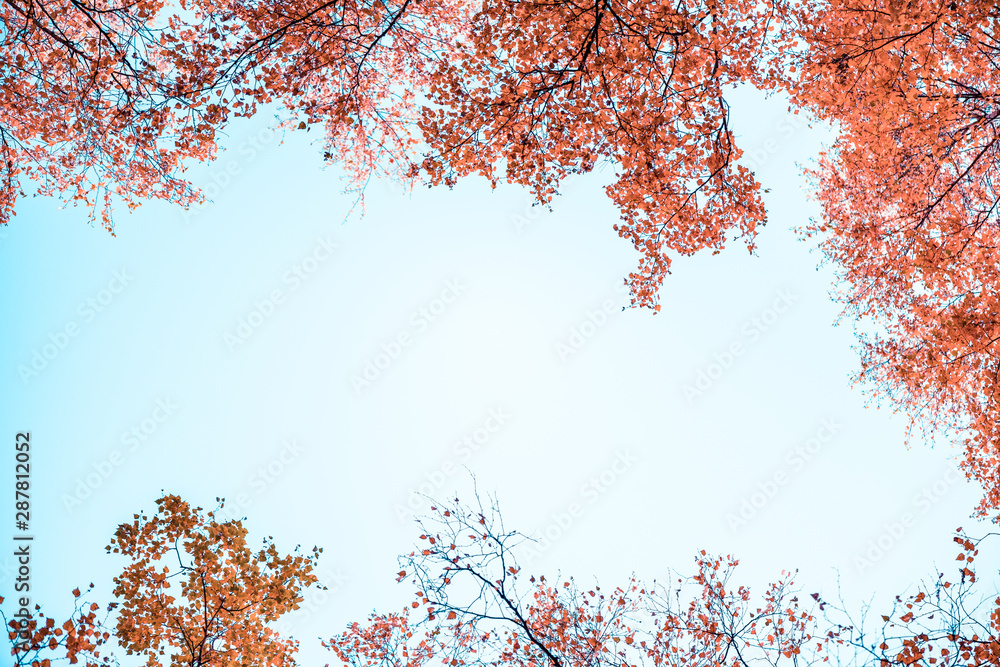 Bottom view on the tall birch trees in the golgen autumn forest under blue sky. Indian summer. Instagram style.Toned. Copy space Bottom view on the tall birch trees in the golgen autumn forest under blue sky. Indian summer. Instagram style.Toned. Copy space