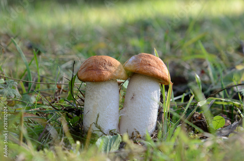 Mushrooms  Boletus