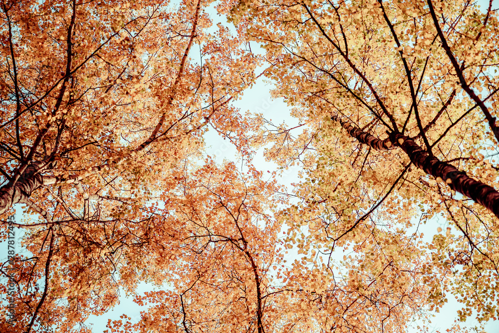 Bottom view on the tall birch trees in the golgen autumn forest under blue sky. Indian summer. Instagram style.Toned. Copy space Bottom view on the tall birch trees in the golgen autumn forest under blue sky. Indian summer. Instagram style.Toned. Copy space