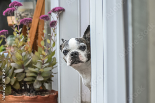 Fotografie Little Boston Terrier dog sticking its head out a window into a backyard