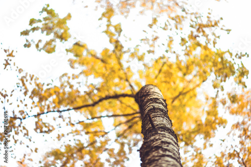 Bottom view on the tall birch trees in the golgen autumn forest under blue sky. Indian summer. Instagram style.Toned. Copy space photo