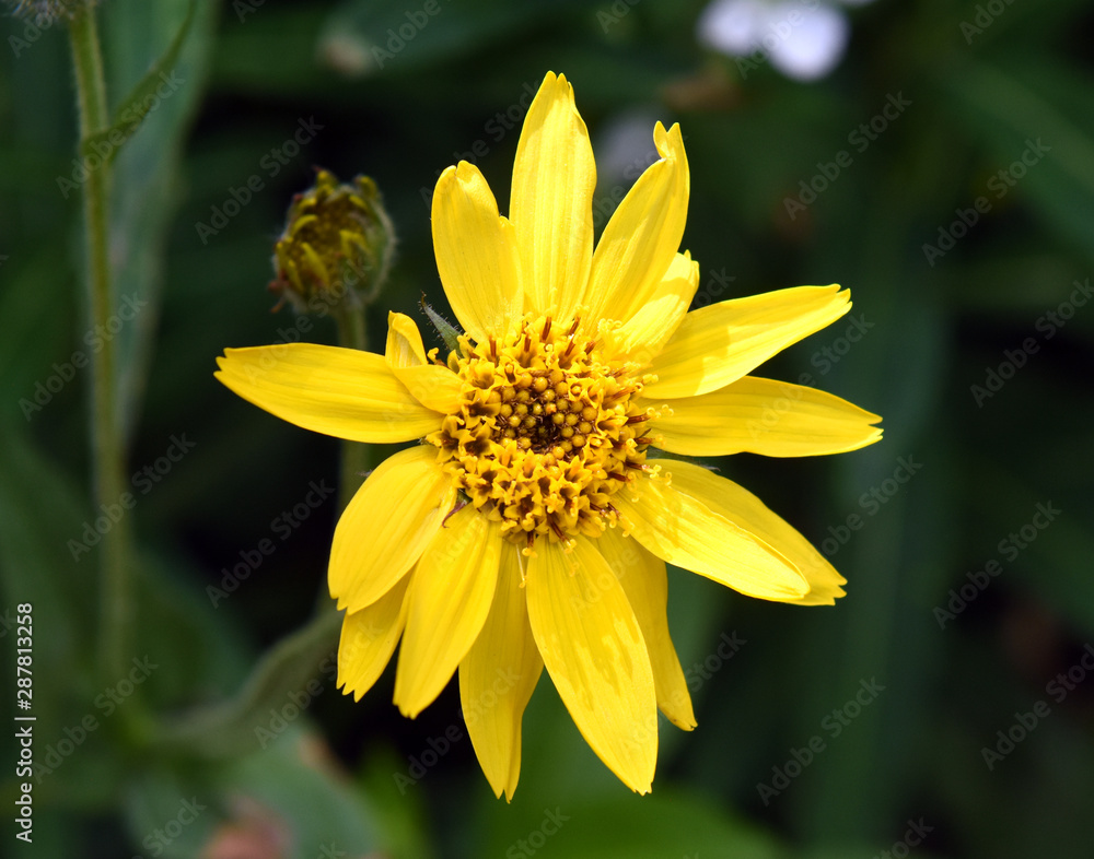 Obraz premium Yellow mountain flower