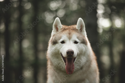 Gorgeous dog breed siberian husky sitting on the hill in the green mysterious forest in spring.
