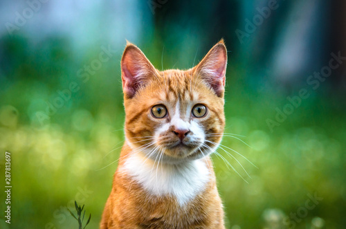 Portrait of a domestic ginger kitten on a green background