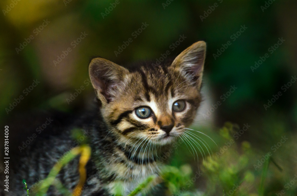 Little tabby kitten in the dark undergrowth Little tabby kitten in the dark undergrowth