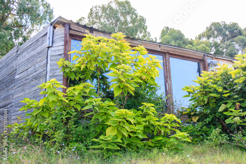 abandoned wooden shed with Windows.