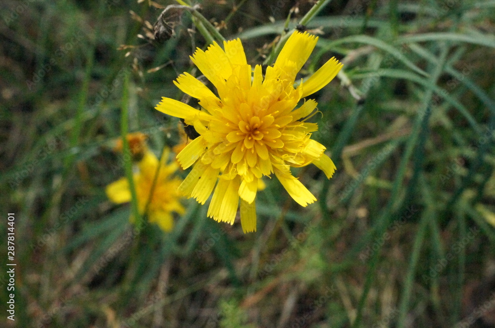 yellow flowers in garden