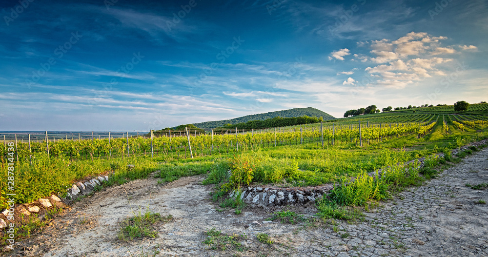 Vineyards in Villány region, Hungary