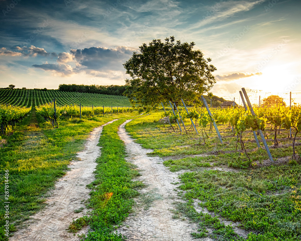 Naklejka premium Vineyards in Villány region, Hungary