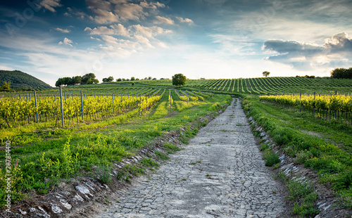 Vineyards in Villány region...