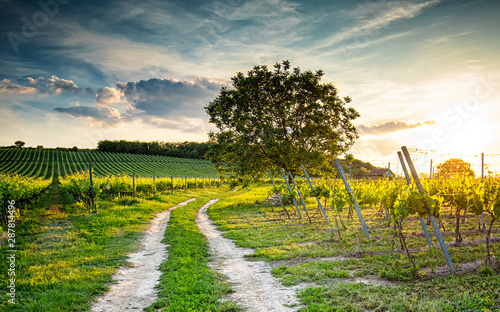 Vineyards in Villány region...