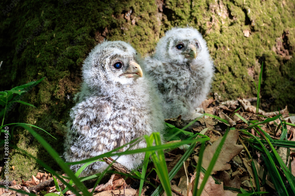 Obraz premium The small owlets of Ural owl on the ground 