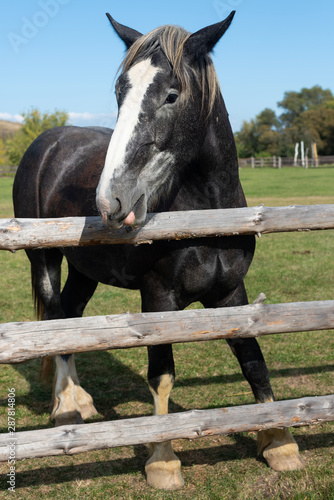 A purebred heavyweight stallion full length behind the fence close up © Alla Bacherikova