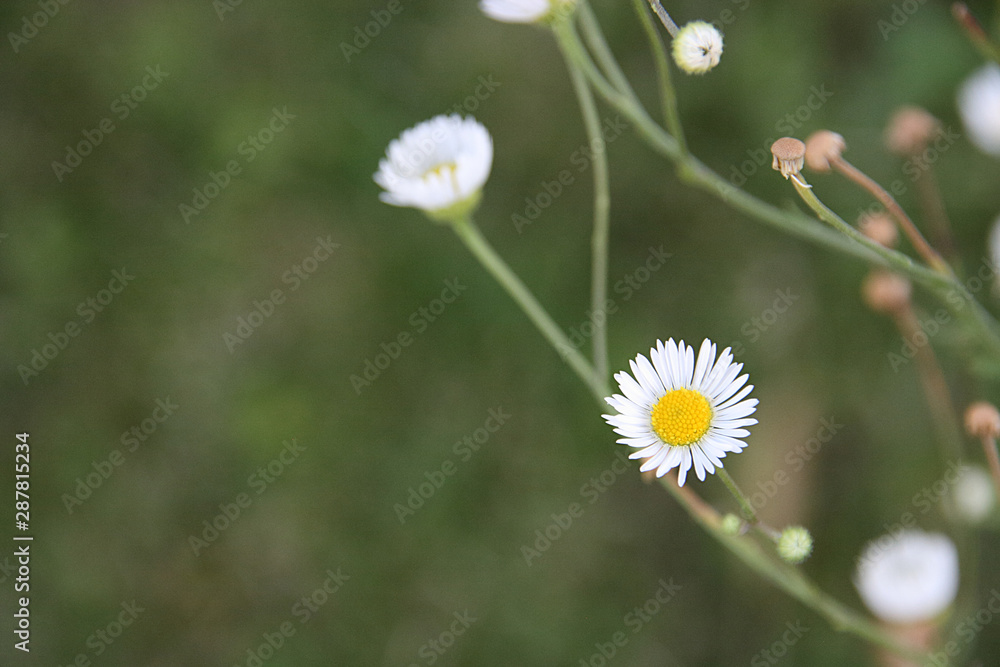 Field camomile on a background of green grass Field camomile on a background of green grass