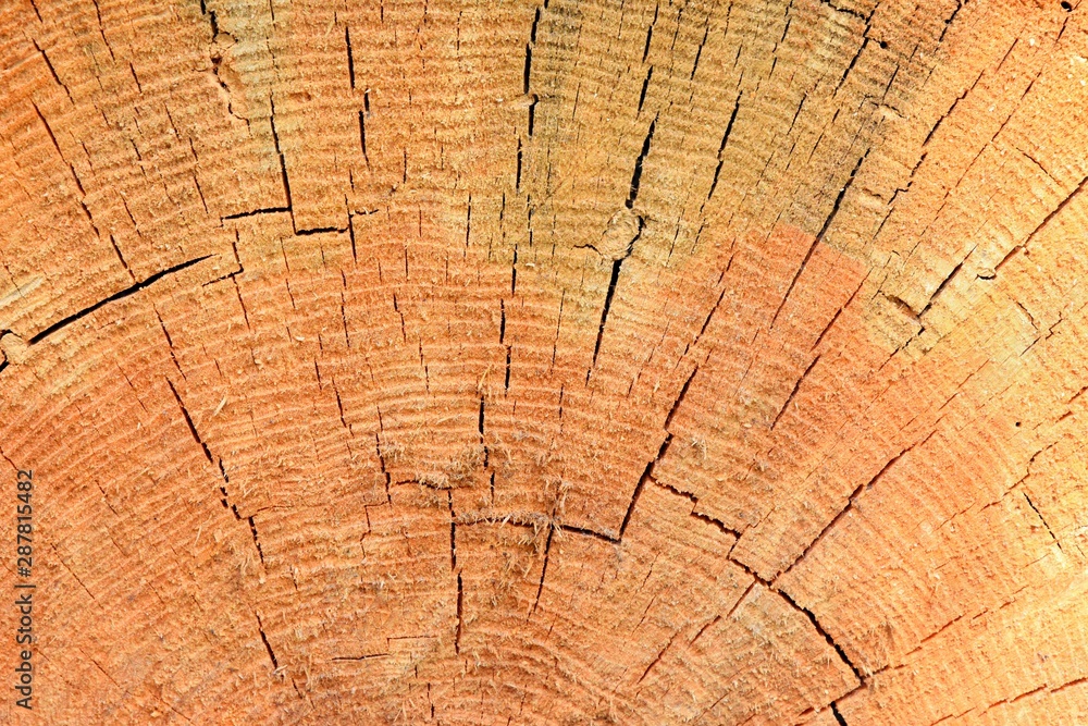 Naklejka premium Teksturowana powierzchnia tnącej sosny. Przetarty pień sosnowy o teksturowanej, spękanej powierzchni. Materiał budowlany. Pozyskiwanie drewna. Strukturalny pień drzewa. Cięcie drewna. Drewno iglaste. Cięcie sosny selektywnej ostrości